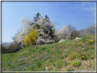 foto Ciliegi in fiore tra i Colli Asolani